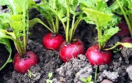 plantat