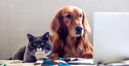 companie companie