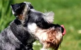 schnauzer