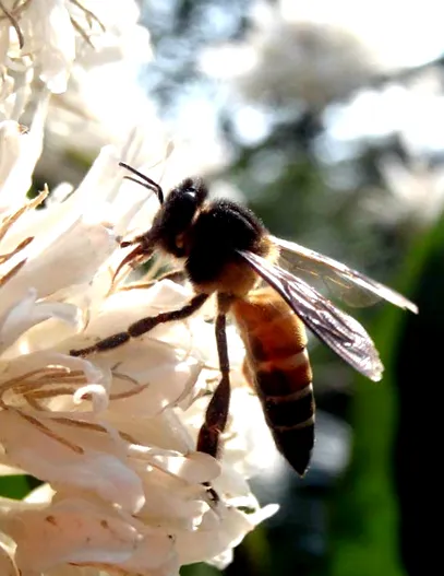Apis dorsata