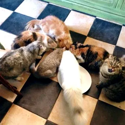 cattery