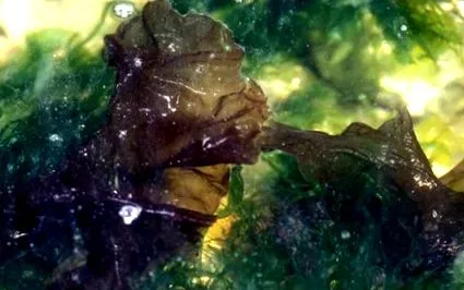 жирні кислоти Porphyra umbilicalis
