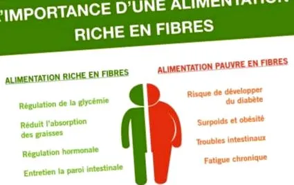 blog fibre