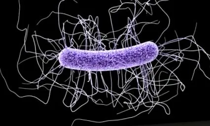 antibioresistance