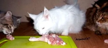 macska