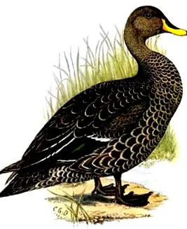 csőr