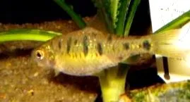 semifasciolatus acvarist