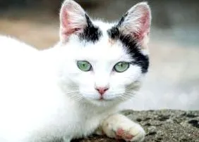 felină