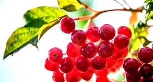antioxidanților