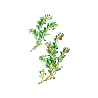 bearberry