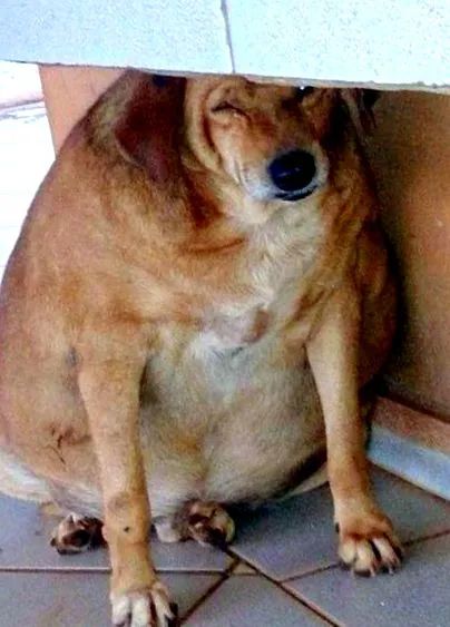 kóbor kóbor