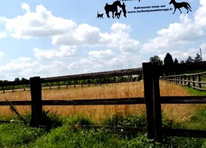 здатність прийому