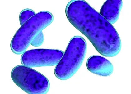 escherichia coli