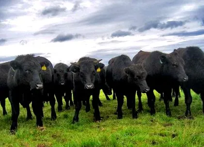 Wagyu marhahúst