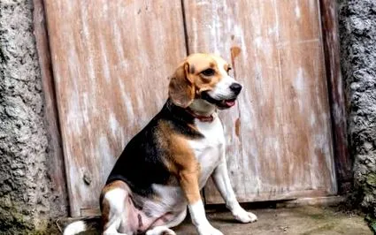 beagle