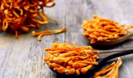cordyceps