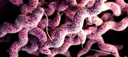 campylobacter