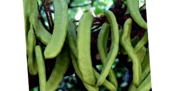 carob