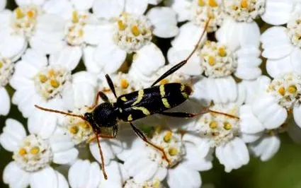 coleoptere franța