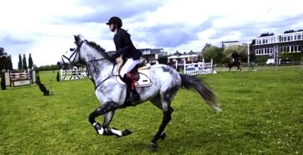 wiki-horse