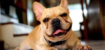 bulldog francia