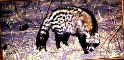 Civettictis civetta
