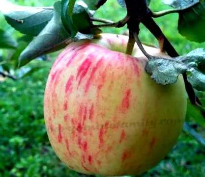 apple