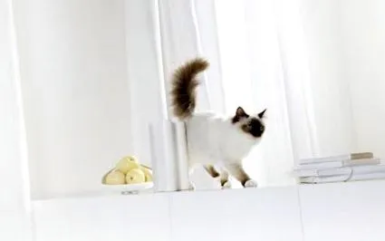 diéta