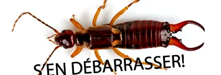 pentru