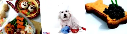 cosmodoggyland