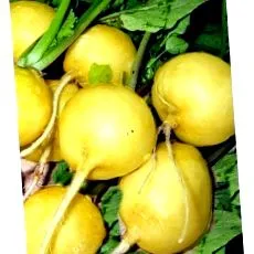 семе
