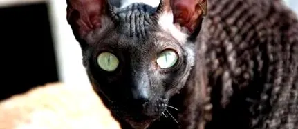 karcsú teste