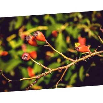phyto