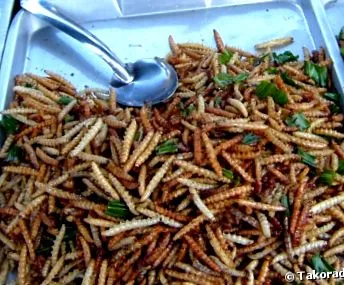 ecologie insecte