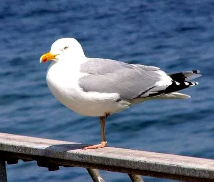 larus