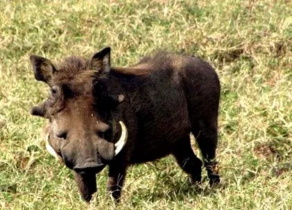 warthog