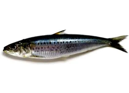 sardinei