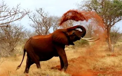 afrika