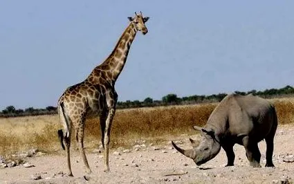 giraffa