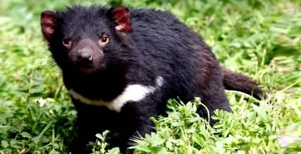 sarcophilus