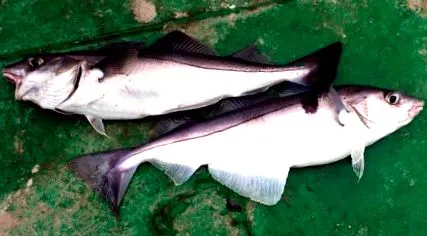 haddock
