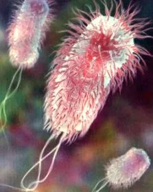escherichia