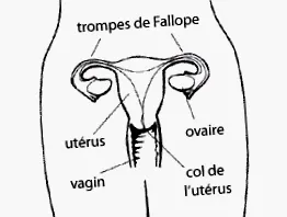 férfi reproduktív
