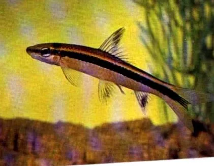 Crossocheilus siamensis-szel