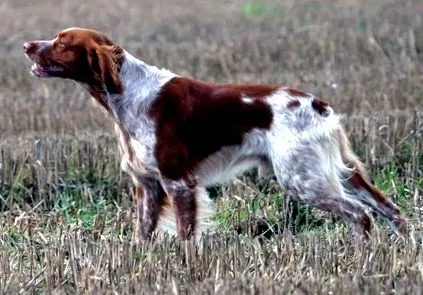 tanácsok