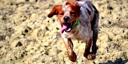 egészség