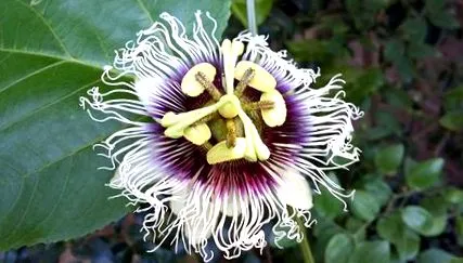 passiflora
