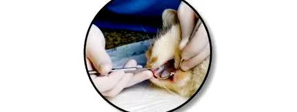 gingivostomatitis