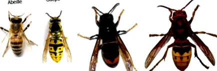 hornets
