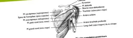 dureros radiologic